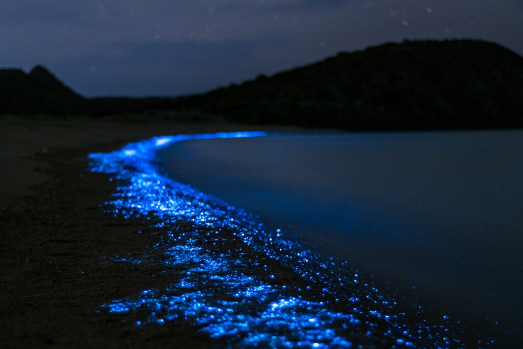 Жизнь организмов в морях. Светящийся планктон