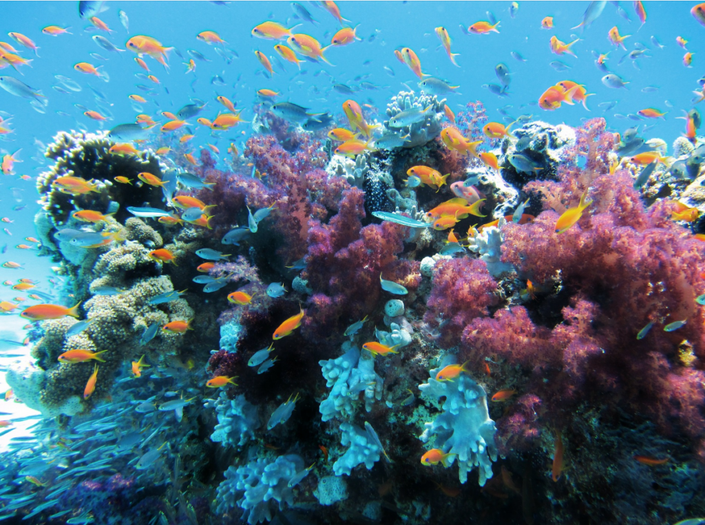 Жизнь организмов в морях. Коралловый риф