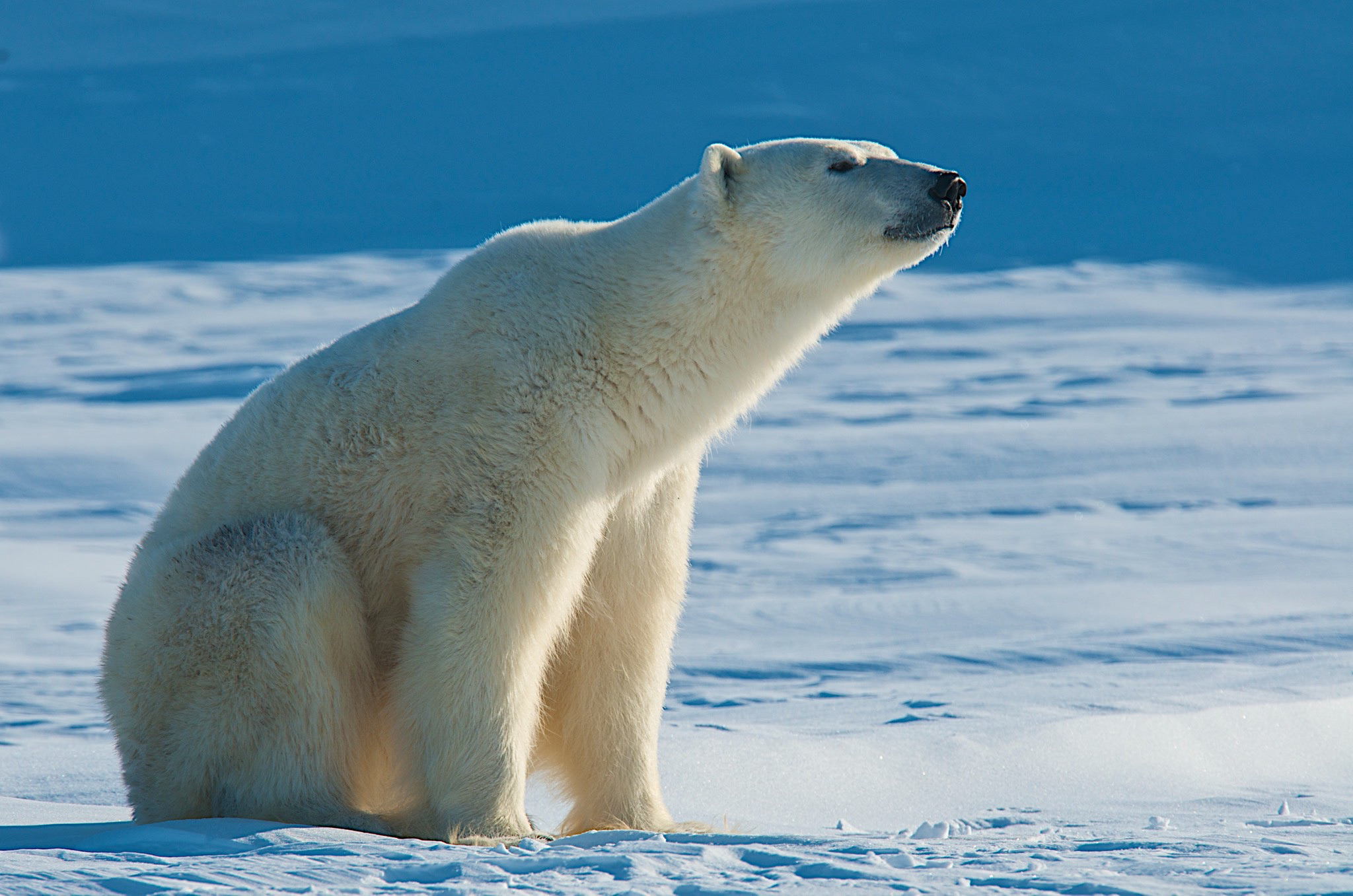 Арктический белый медведь