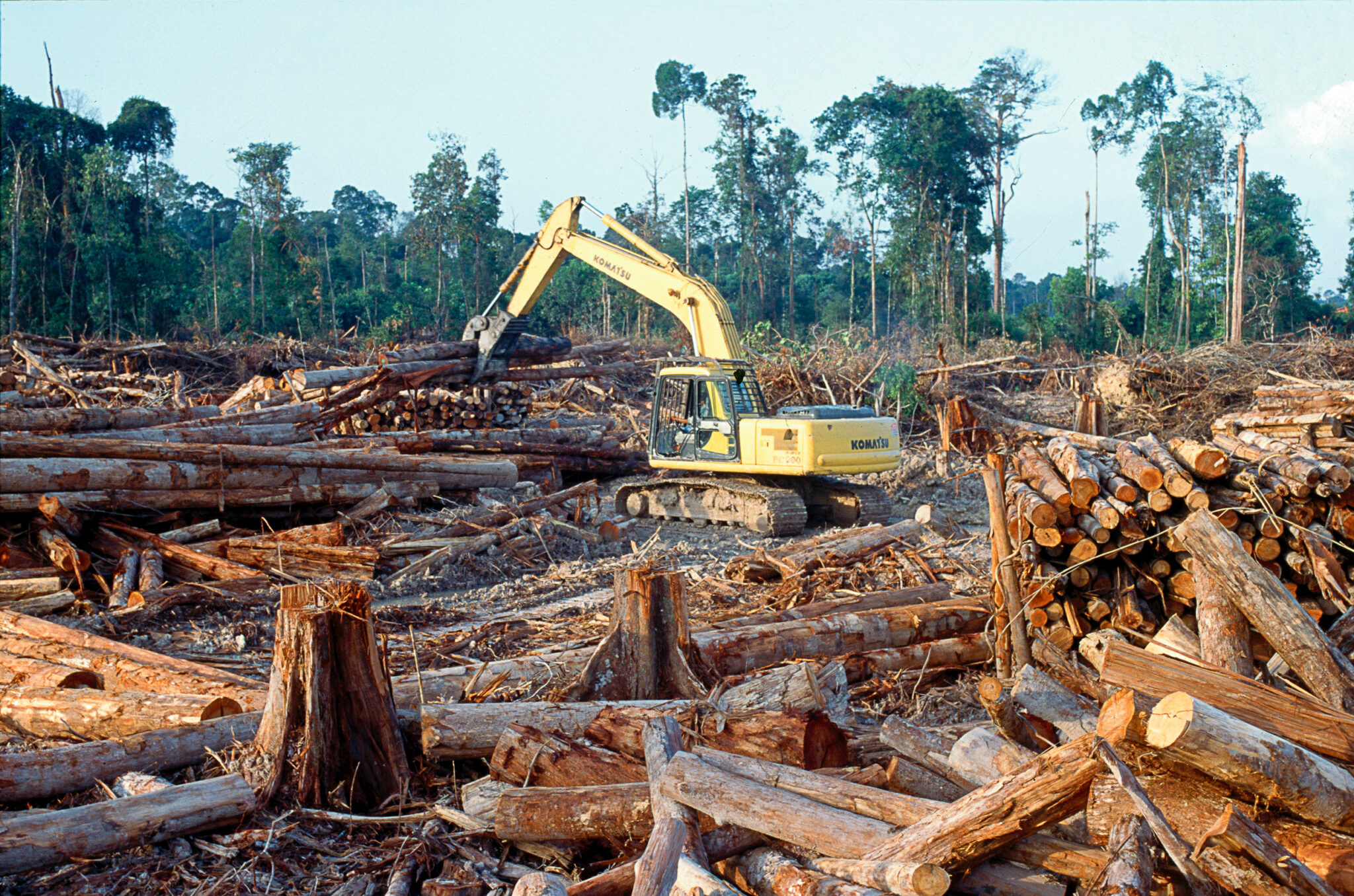 Уничтожения трагических лесов
