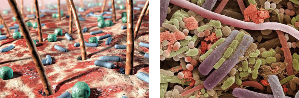 бактерии на руках и языке под микроскопом