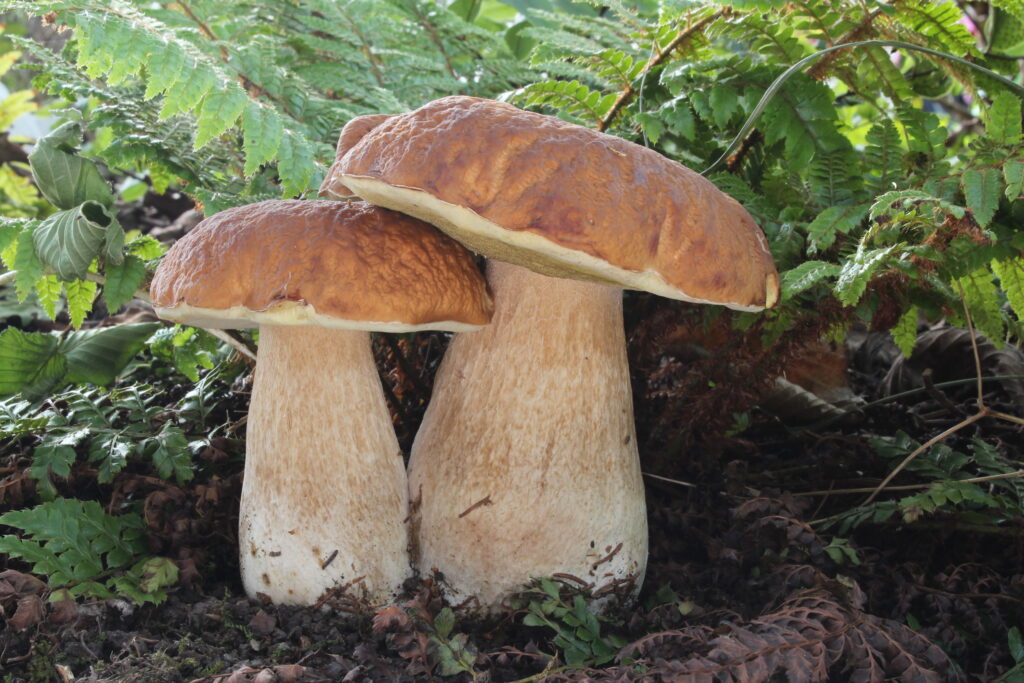 белый гриб в лесу