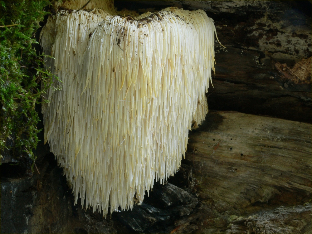 ежовик гребенчатый гриб