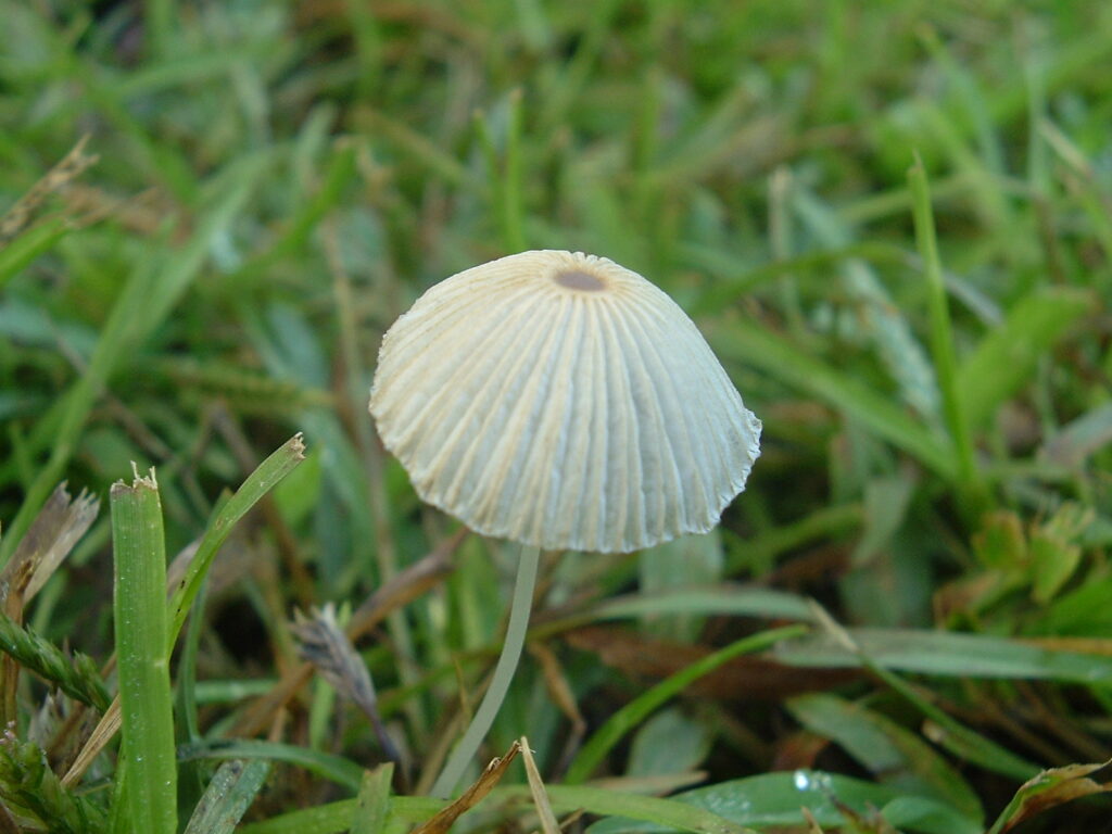 Навозник складчатый грибы