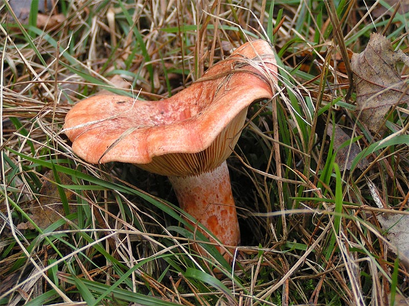шляпочные грибы рыжик