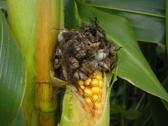 головня кукурузы