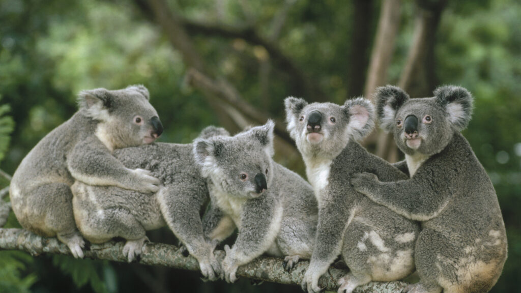 коала семья
