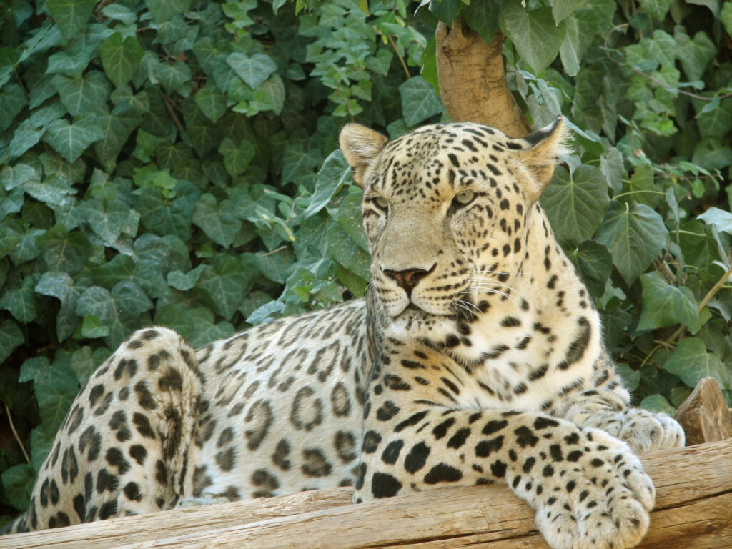 леопард Азия