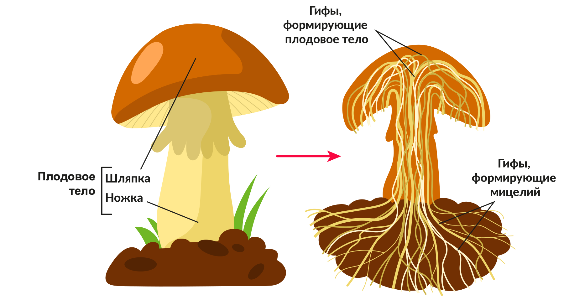 грибы строение